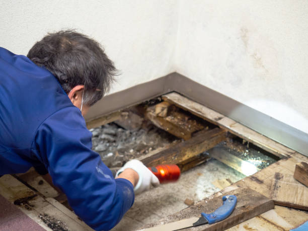 Best Crawl Space Mold Removal  in Vassar, MI