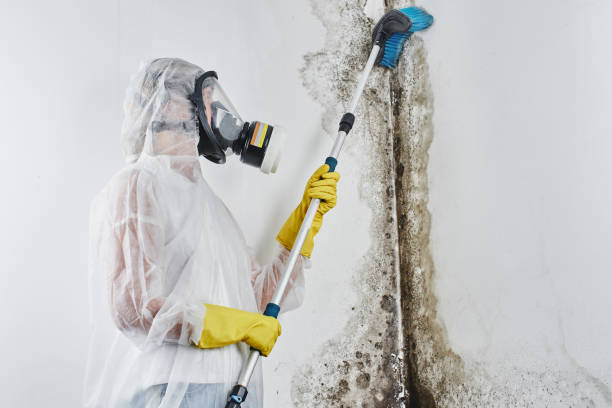 Attic Mold Removal in Vassar, MI