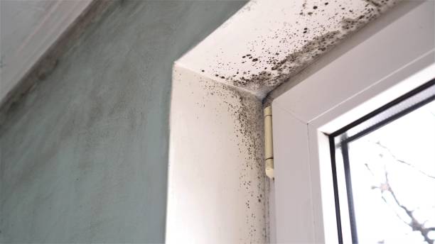 Best Mold Damage Repair  in Vassar, MI