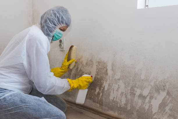 Best Emergency Mold Removal  in Vassar, MI