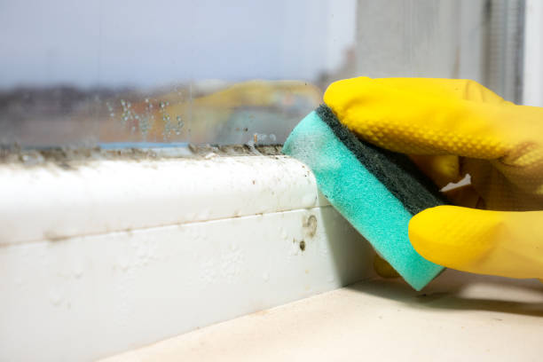 Best Residential Mold Removal  in Vassar, MI