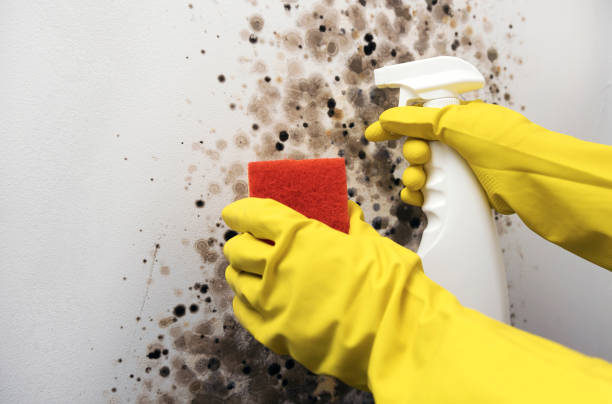 Best Affordable Mold Removal  in Vassar, MI