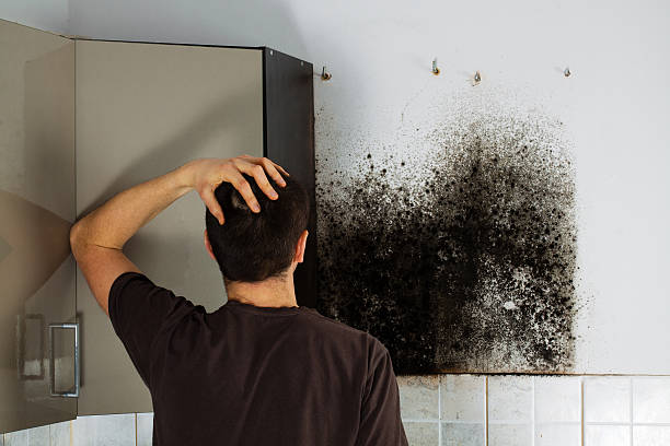 Best Home Mold Removal  in Vassar, MI