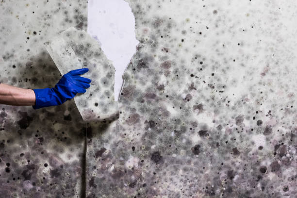 Best Attic Mold Removal  in Vassar, MI