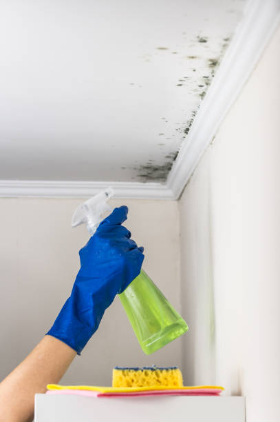 Best Mold Cleaning Services  in Vassar, MI